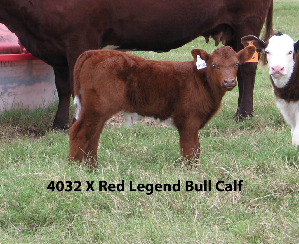 Shorthorn Cattle